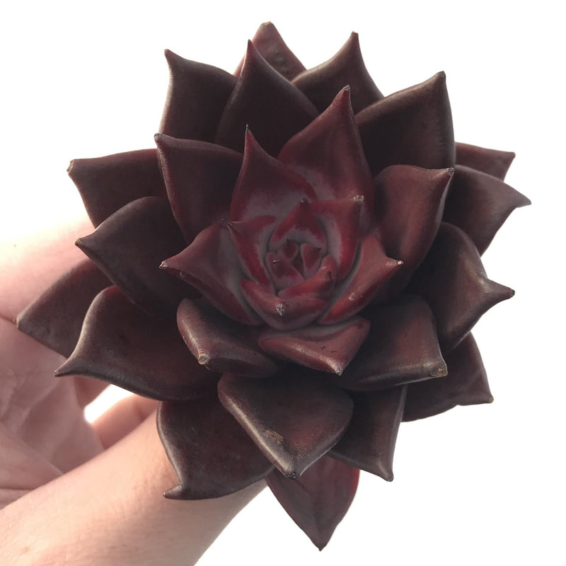 Echeveria Agavoides 'Luming' 3" Succulent Plant