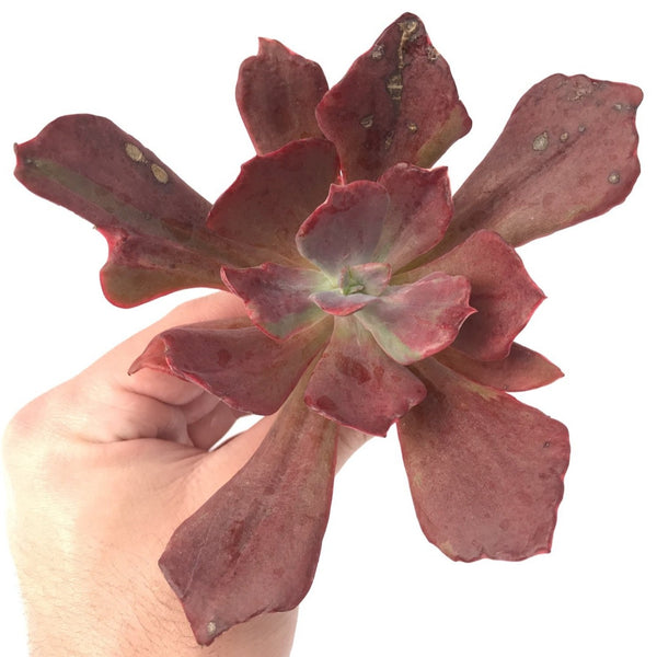 Echeveria 'Diamond State' Variegated 3" Succulent Plant