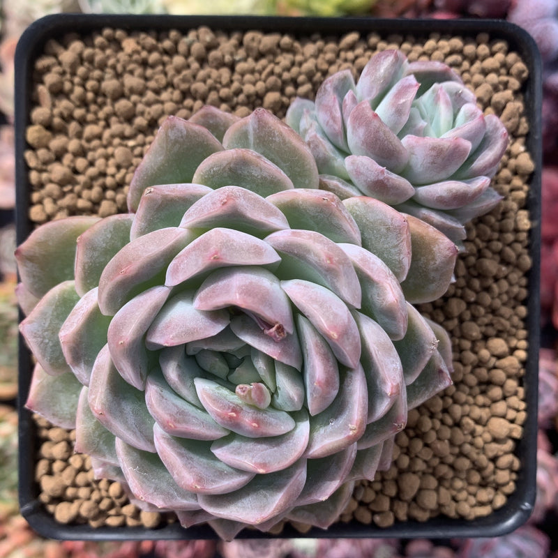 Echeveria 'Primera' 3"-4" Powdery Succulent Plant