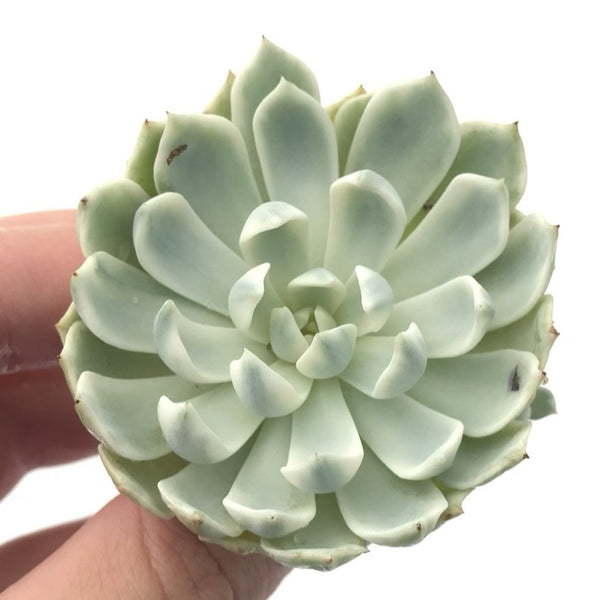 Echeveria 'Angel Liner' Variegated 3" Rare Succulent Plant