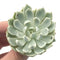 Echeveria 'Angel Liner' Variegated 3" Rare Succulent Plant