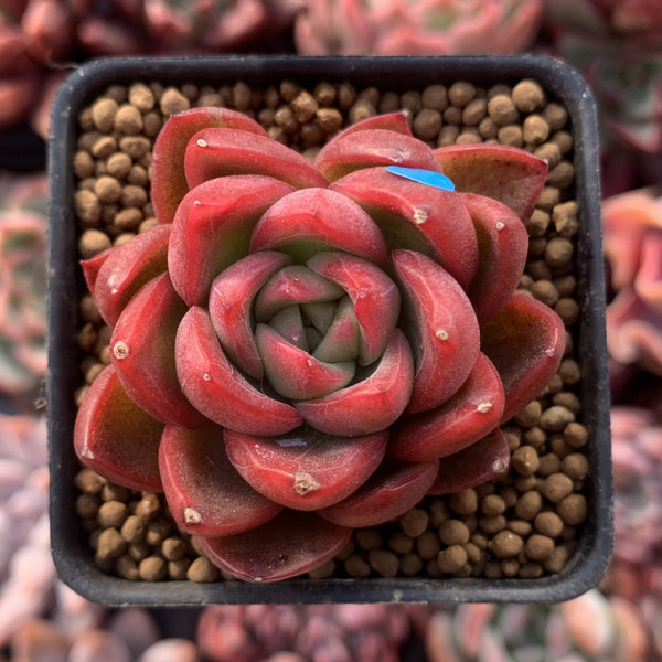 Echeveria Agavoides 'Callisto' 1" Succulent Plant