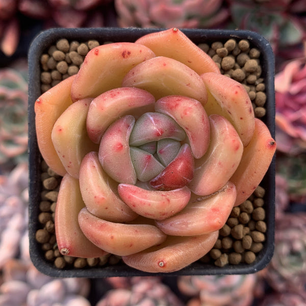 Echeveria Agavoides 'Shallot' 1" Succulent Plant