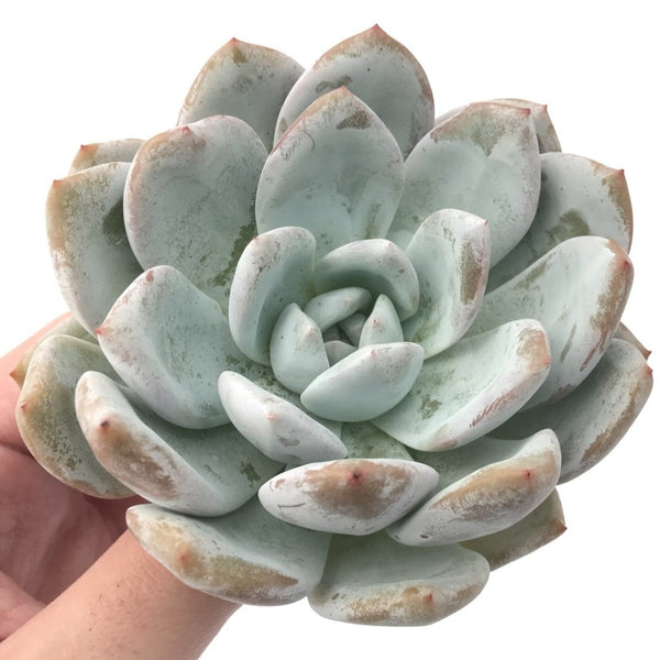 Echeveria 'Ivory' 4" Powdery Succulent Plant