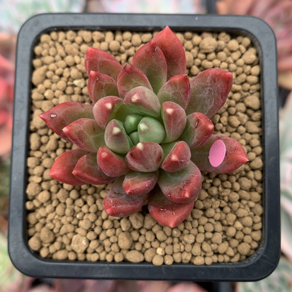 Pachyphytum Compactum 'Pink Glaucum' 2" Succulent Plant