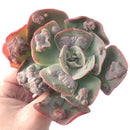 Echeveria Frill sp. 4 Succulent Plant