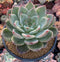 Echeveria Agavoides 'Shallot' 6" Very Large Succulent Plant