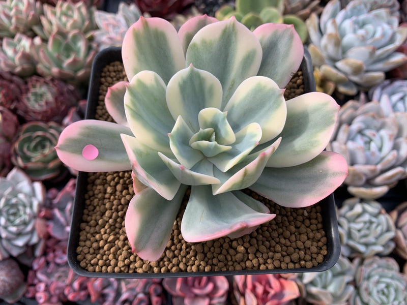 Echeveria 'Secunda' Variegated 4” Rare Succulent Plant