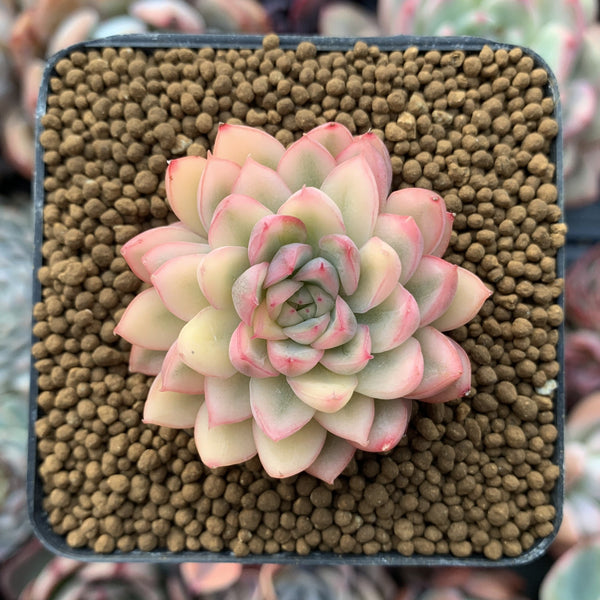 Echeveria 'Mebina' Variegated Small 1" Succulent Plant