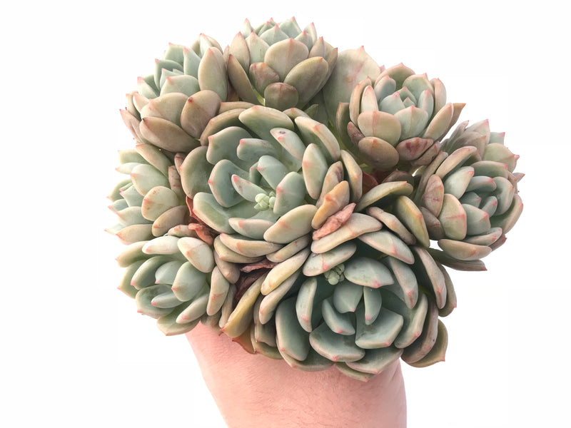 Graptoveria ‘A Grimm One’ 7” Large Cluster Rare Succulent Plant