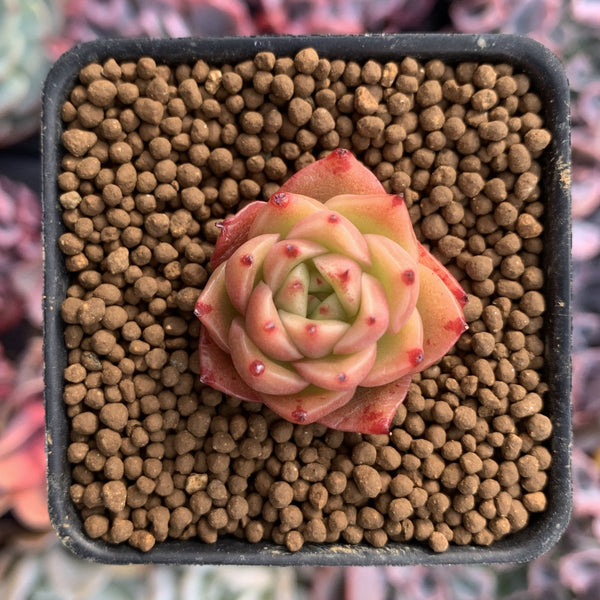 Echeveria Agavoides 'Spicy' Seedling 1" Very Small Succulent Plant