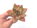 Echeveria 'German Champaign' 3" Succulent Plant