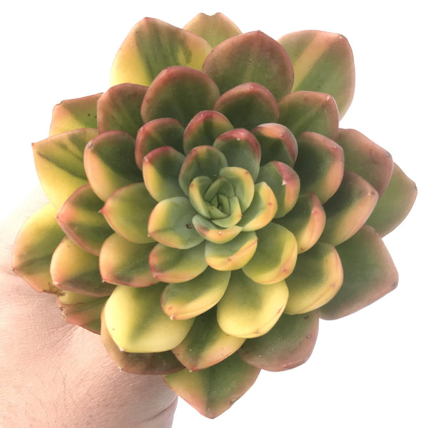 Echeveria 'Bob Jolly' Variegated 5" Extra Large Succulent Plant