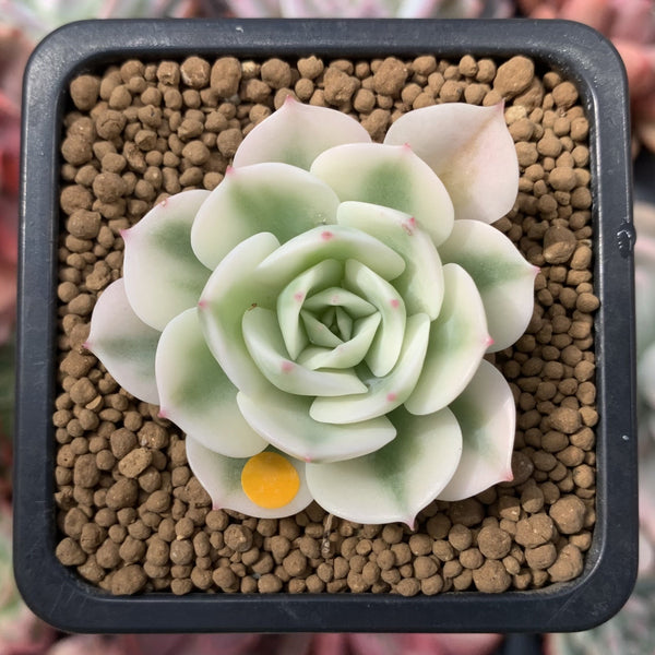 Echeveria 'Compton Carousel' Variegated 2" Small Succulent Plant