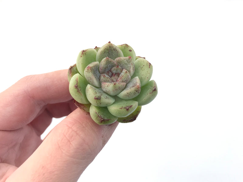 Echeveria Agavoides 'Amethyst' 1" Succulent Plant