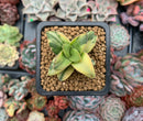 Crassula 'Springtime' Variegated 1" Succulent Plant