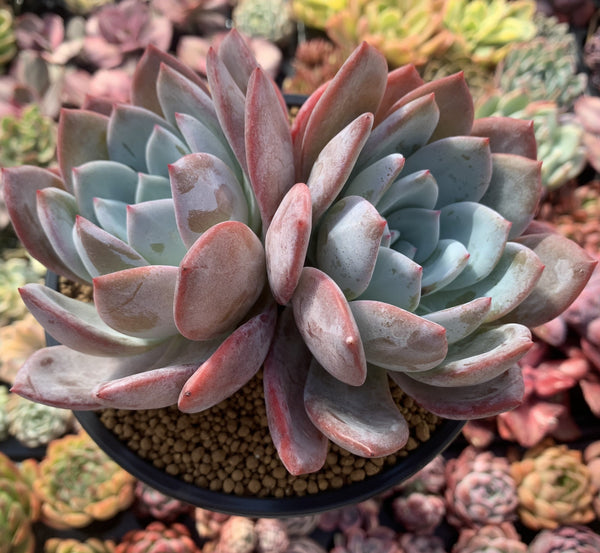 Echeveria 'Ivory' 6" Cluster Succulent Plant