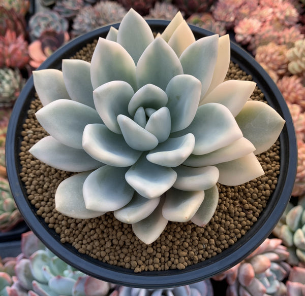 Graptoveria 'Opalina' Variegated Large 5" Succulent Plant