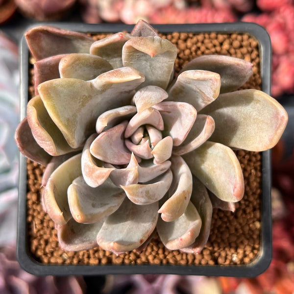 Echeveria 'Affinis Grey' 2" Succulent Plant