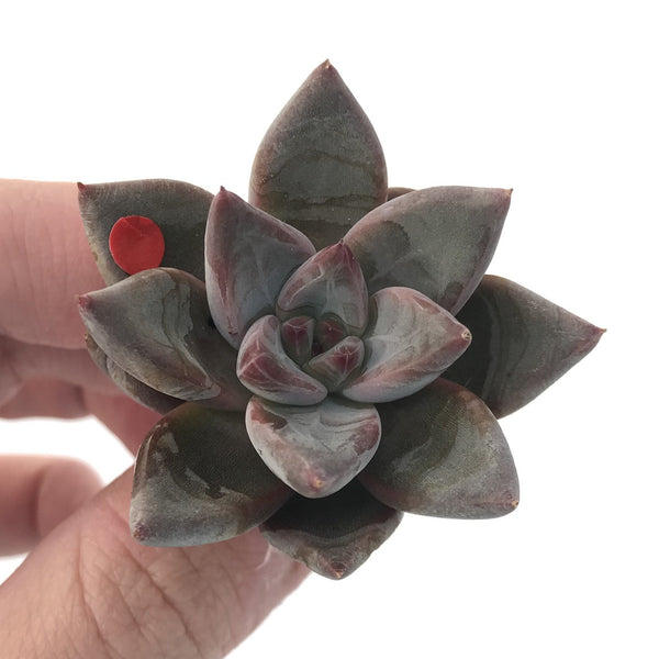 Echeveria Agavoides 'Tremolo' 1" New Hybrid Small Succulent Plant