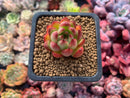 Echeveria sp. 1" Small Succulent Plant