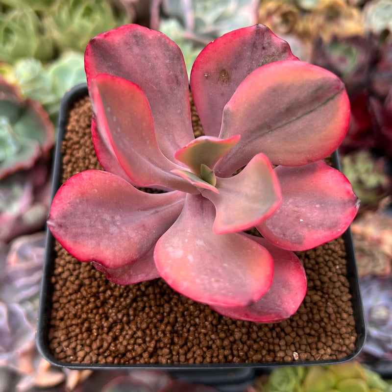 Echeveria 'Angel Wings' Variegated 3" Succulent Plant