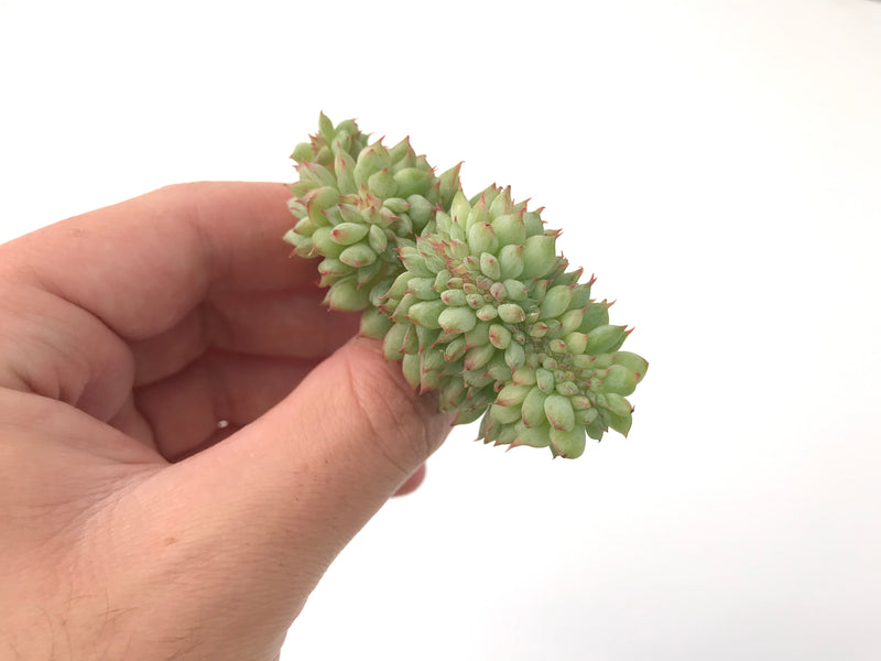 Echeveria 'Tippy' Crested 1" Rare Succulent Plant