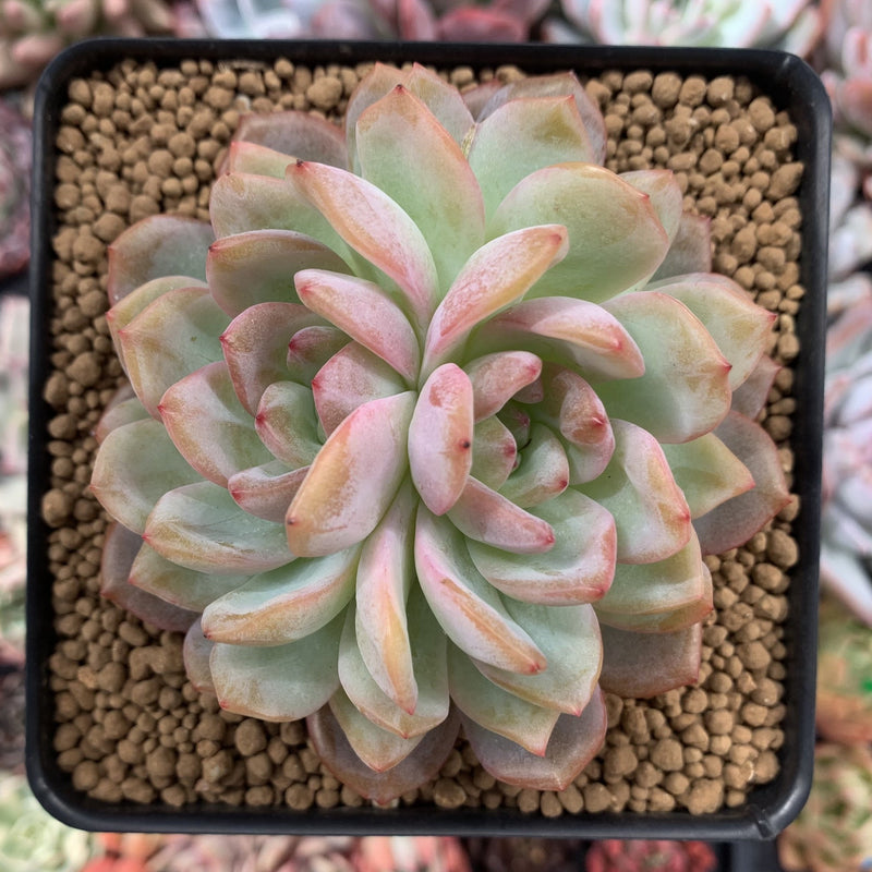 Echeveria 'Starmark' Bifurcated 4" Succulent Plant