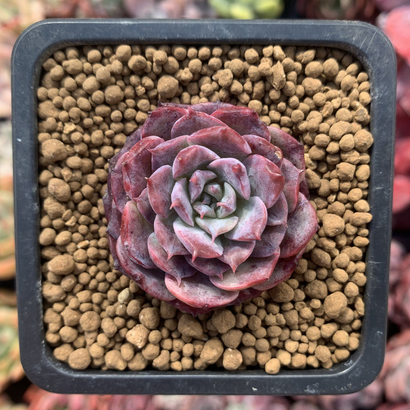 Echeveria 'Charlesrose' 1" Small Succulent Plant