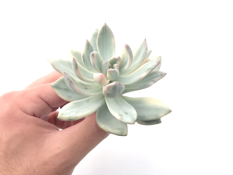 Echeveria 'Simonasa' Variegated 4" Large Powdery Succulent Plant