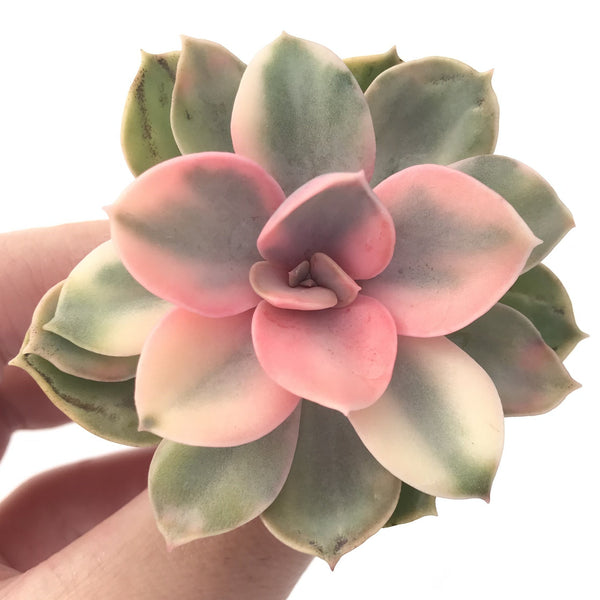 Echeveria 'Rainbow' Variegated 2" Succulent Plant