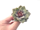 Echeveria 'German Champaign' 3" Succulent Plant