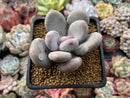 Pachyveria 'Beauty' 2" Powdery Succulent Plant