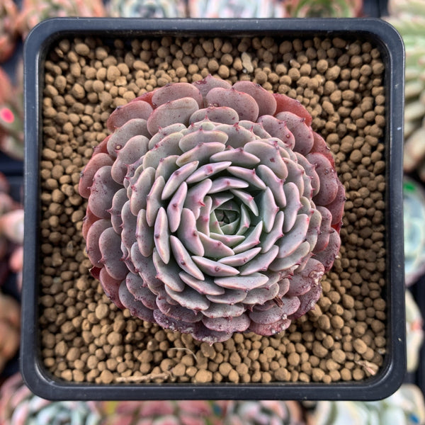 Echeveria 'Tuxpan' 2" Succulent Plant