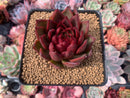 Echeveria Agavoides 'Rubra' 3" Succulent Plant