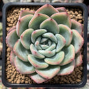 Echeveria 'Amabile' 2" Powdery Succulent Plant