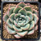 Echeveria 'Amabile' 2" Powdery Succulent Plant