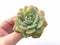 Echeveria Fun Queen Variegated 2” Rare Succulent Plant