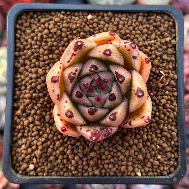 Echeveria Agavoides 'Super Bee' 1"-2" Succulent Plant