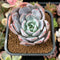 Echeveria 'Icy Purple' 2" Powdery Succulent Plant