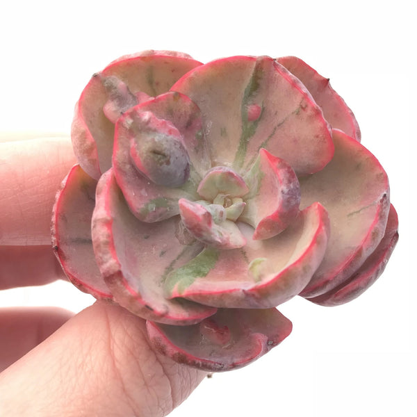 Echeveria Beyonce Variegated 3” Rare Succulent Plant