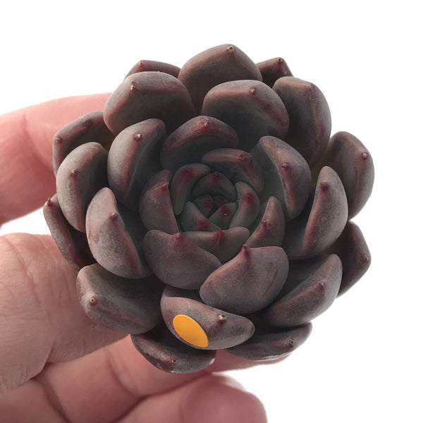 Echeveria Agavoides 'Magic Plot' 2" Rare Succulent Plant