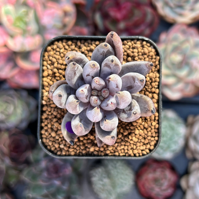 Echeveria Unguiculata 1" Succulent Plant