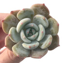 Echeveria 'Lehman' New Hybrid 1"-2" Succulent Plant