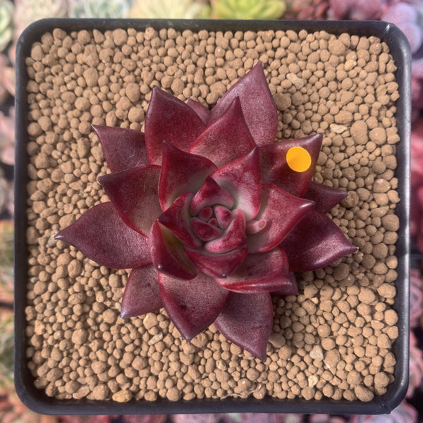 Echeveria Agavoides 'Luming' 3" Succulent Plant