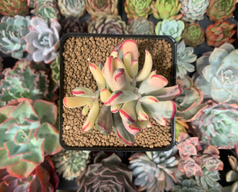 Cotyledon 'Orbiculata' Variegated 4" Succulent Plant