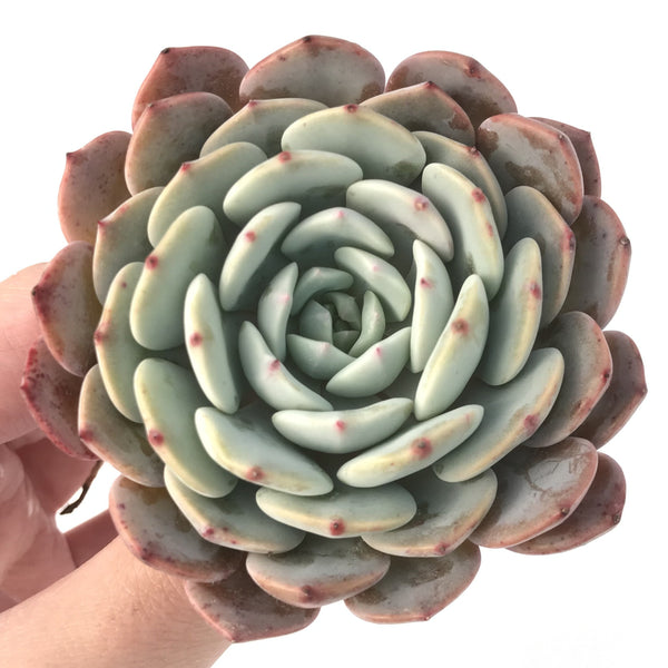 Echeveria 'Raffine' 4" Powdery Succulent Plant