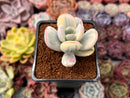 Cotyledon 'Orbiculata' Variegated 2" Succulent Plant