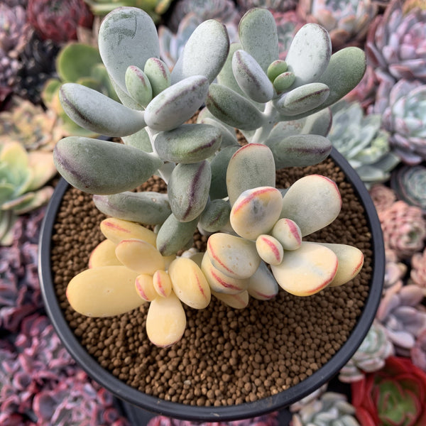 Cotyledon 'Orbiculata' Variegated 5" Large Very Rare Succulent Plant