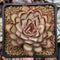 Echeveria 'Mexican Pulidonis' 3" Succulent Plant